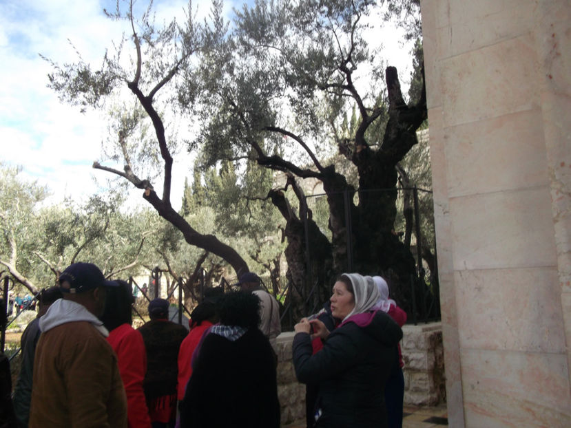 maslinul din gradina Ghetimani, atestat ca este de peste 8oo de ani - a cincea zi de pelerinaj