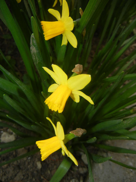 Narcissus Tete-a-Tete (2017, March 25) - Narcissus Tete-a-Tete