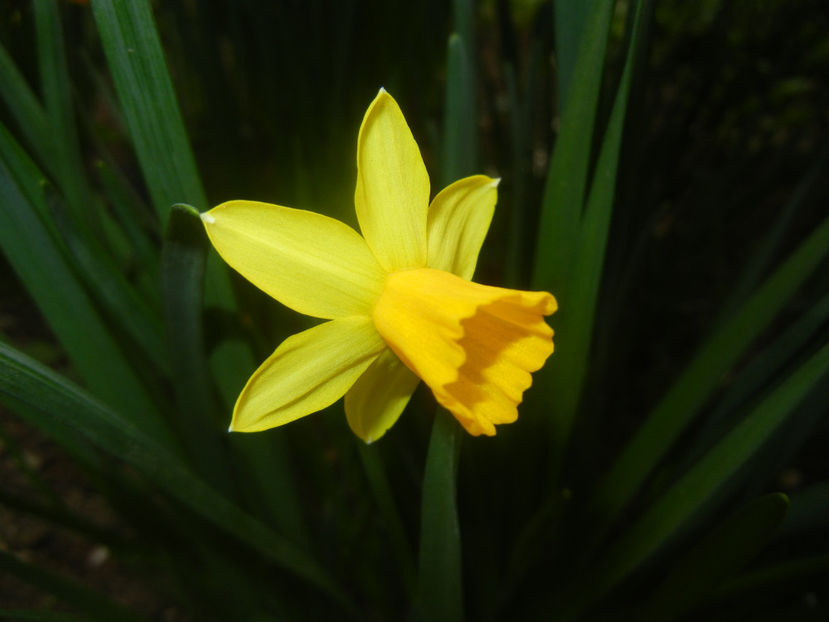 Narcissus Tete-a-Tete (2017, March 25) - Narcissus Tete-a-Tete