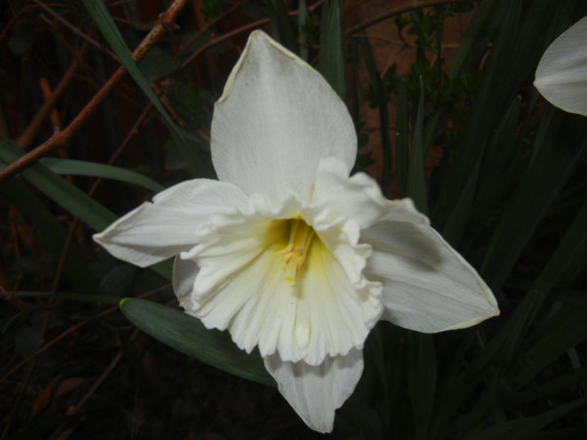 Narcissus Ice Follies (2017, March 31) - Narcissus Ice Follies