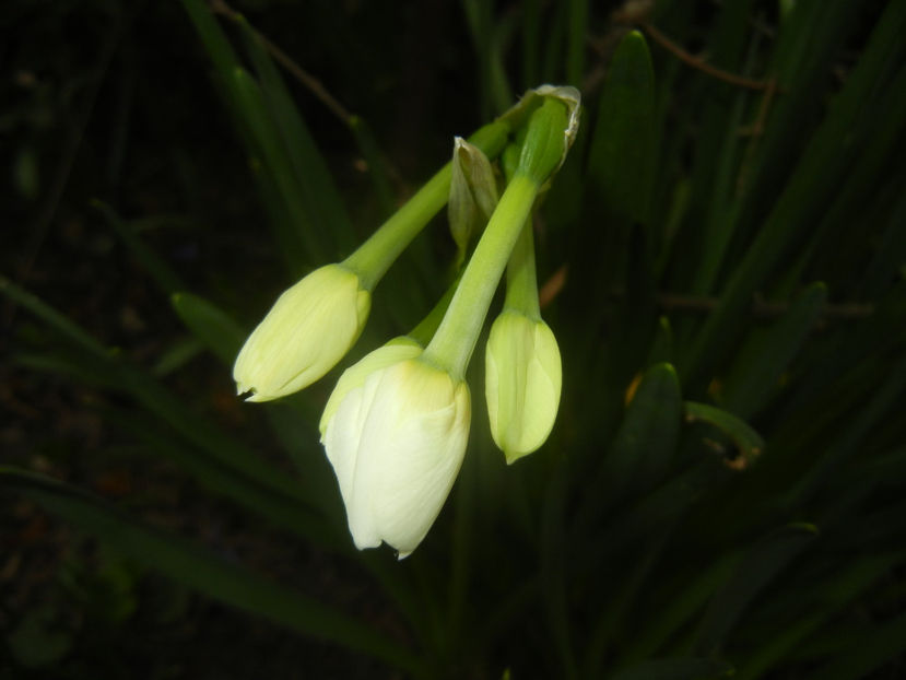 Narcissus Geranium (2017, March 25) - Narcissus Geranium