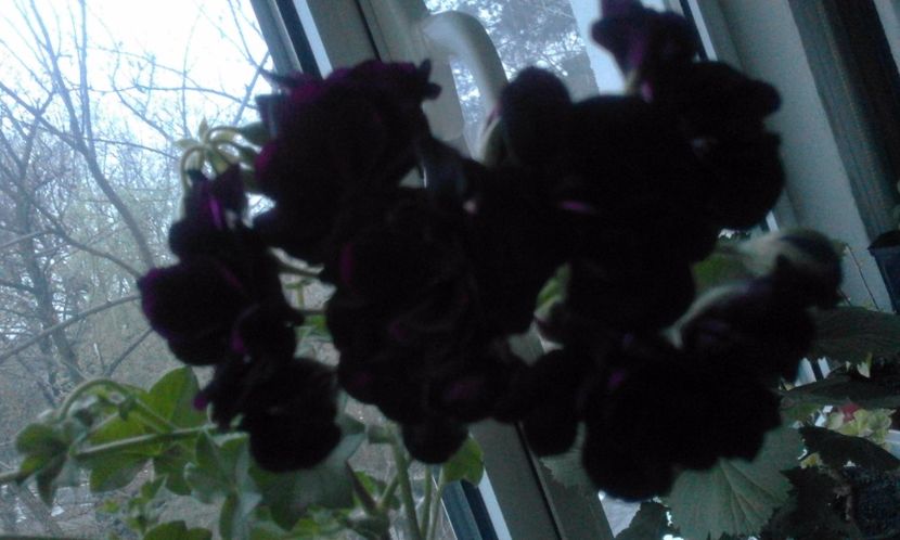 Muscata curgatoare neagra - Flori 2017