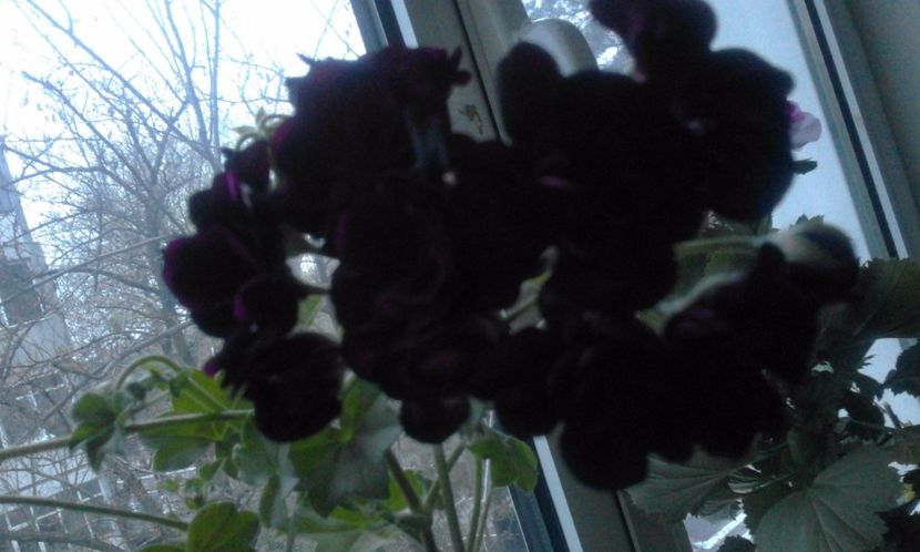 Muscata curgatoare neagra - Flori 2017