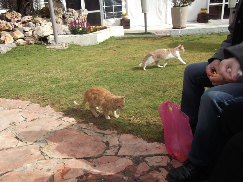 pisicile se infrpta din senviciuri alaturi de noi...:))) - a cincea zi de pelerinaj