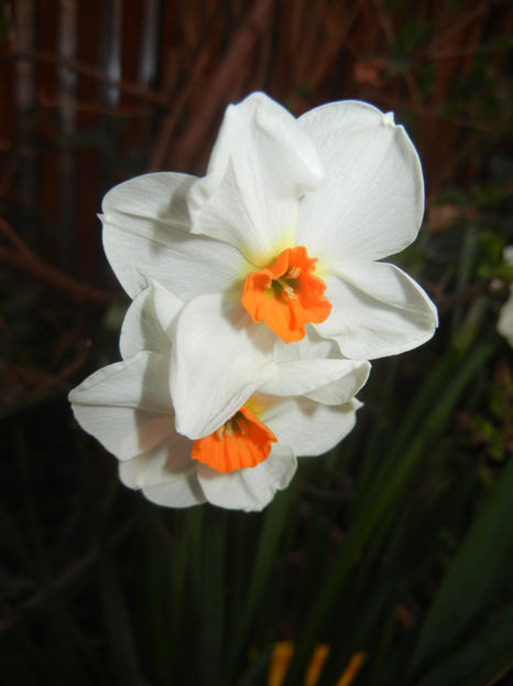 Narcissus Geranium (2017, March 31) - Narcissus Geranium