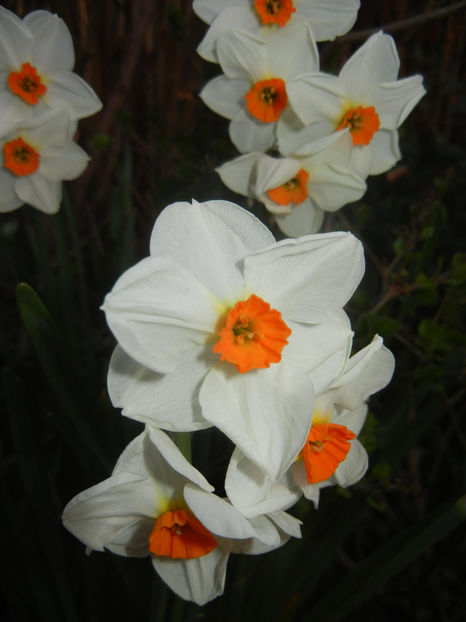 Narcissus Geranium (2017, March 31) - Narcissus Geranium