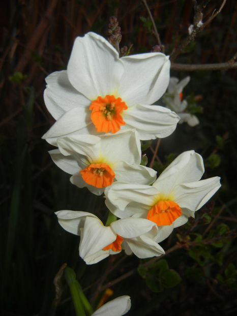 Narcissus Geranium (2017, March 31) - Narcissus Geranium