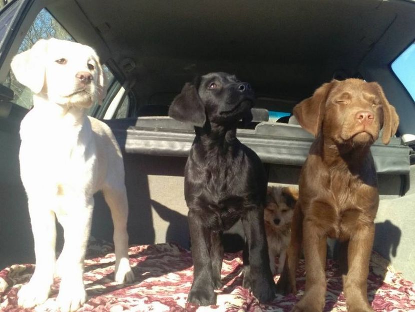 Labrador Retriever - Labrador Retriever