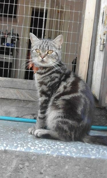 British Shorthair - Pisici British Shortair