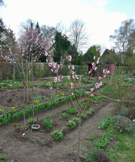 P2060201 - 2017 - 01 - Primavara