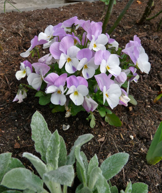  - 2017 - 01 - Primavara