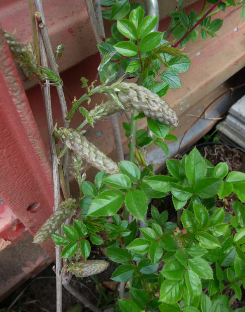 Wisteria - 2017 - 01 - Primavara