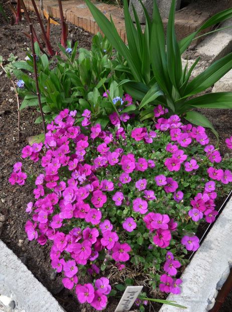 P2060228 - 2017 - 01 - Primavara