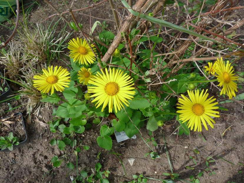  - 2017 - 01 - Primavara