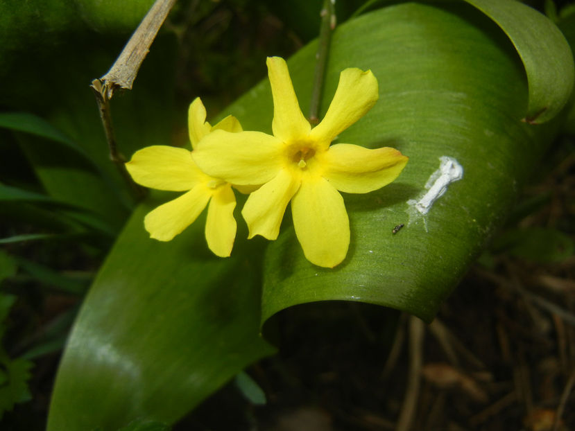 Jasminum nudiflorum(2017, March 25) - JASMINUM Nudiflorum