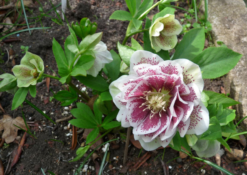  - 2017 - 01 - Primavara