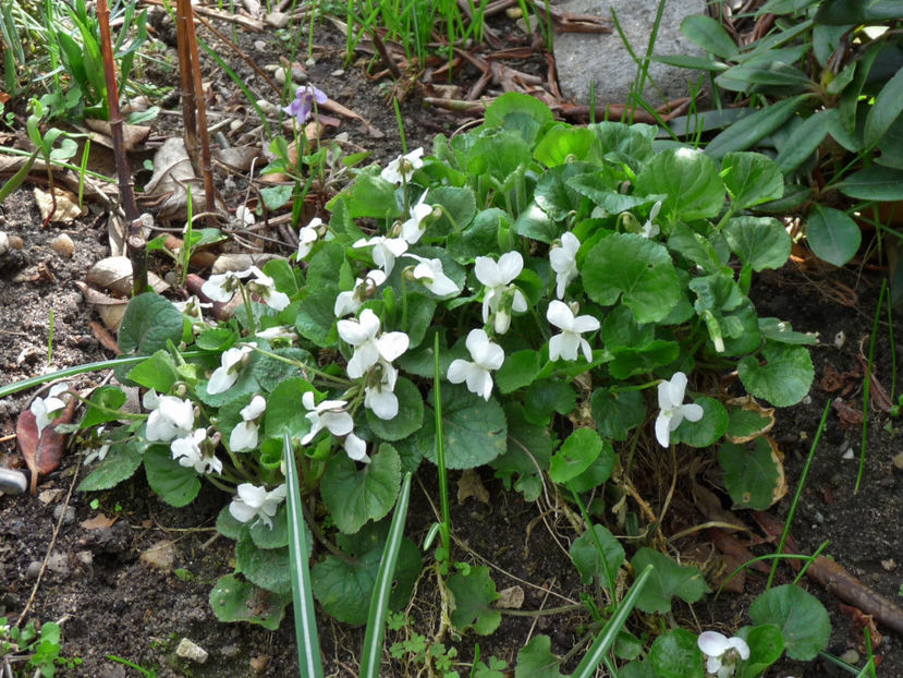 P2060247 - 2017 - 01 - Primavara