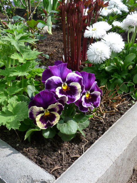 P2060254 - 2017 - 01 - Primavara