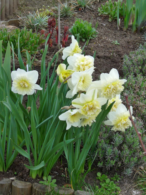 P2060279 - 2017 - 01 - Primavara