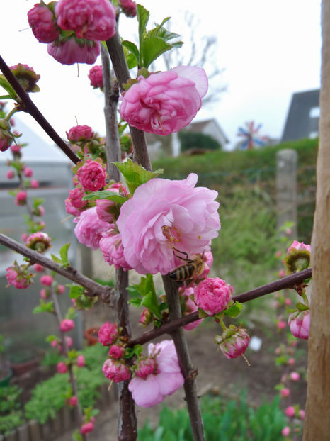  - 2017 - 01 - Primavara