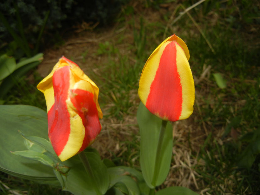 Tulipa Stresa (2017, March 25) - Tulipa Stresa