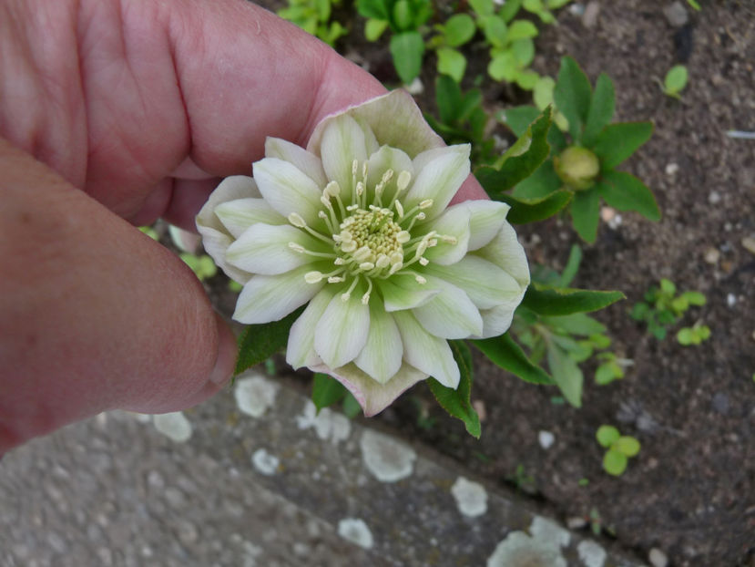  - 2017 - 01 - Primavara