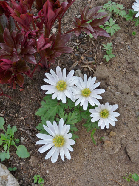  - 2017 - 01 - Primavara