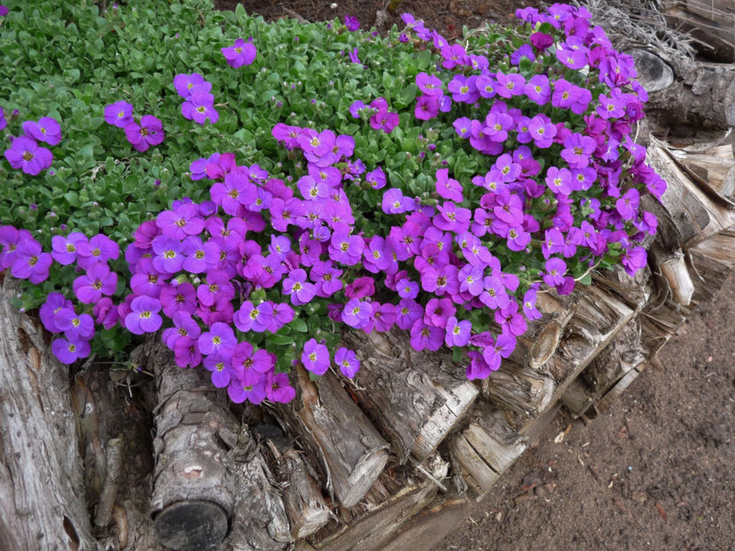  - 2017 - 01 - Primavara