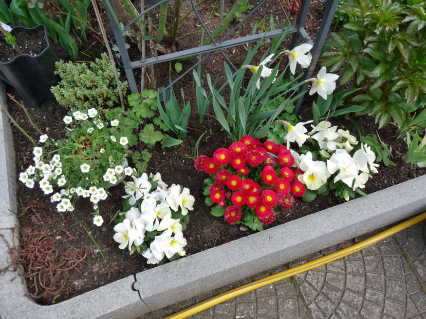 P2060347 - 2017 - 01 - Primavara