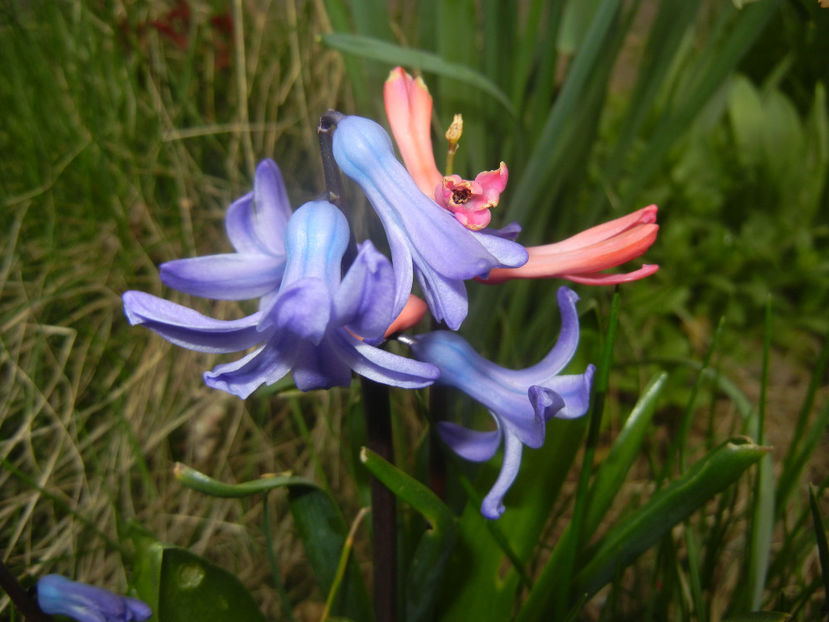 Hyacinths_Zambile (2017, March 25) - ZAMBILE_Hyacinths