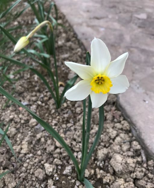 5.04.2017 - Gradina 2017