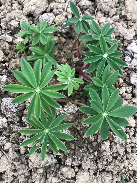 Lupin - Gradina 2017