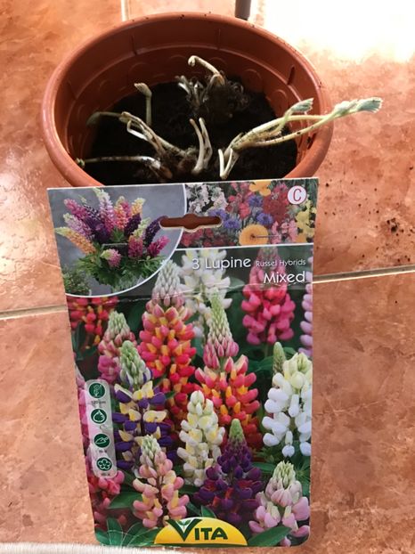 Lupin - Gradina 2017