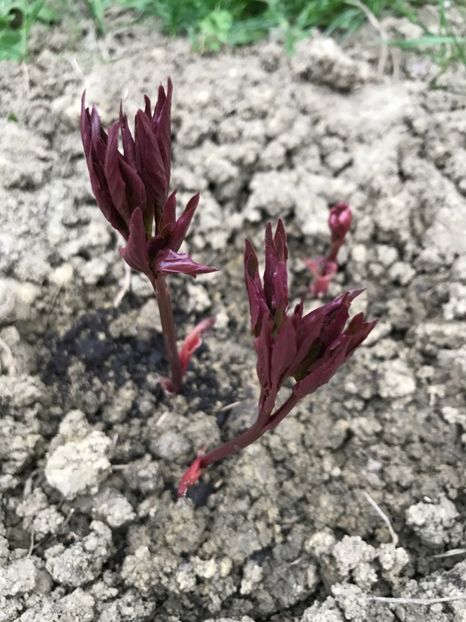 Bujor Roz - Gradina 2017