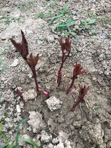 Bujor Alb - Gradina 2017