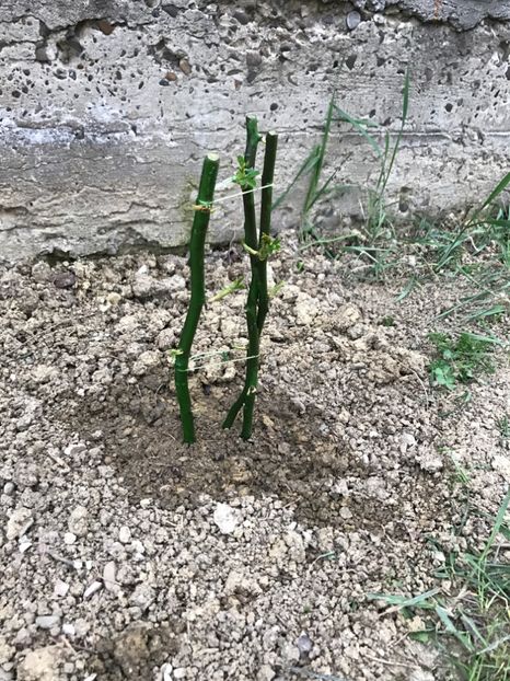 Trandafir catarator Alb 4.04.2017 - Gradina 2017