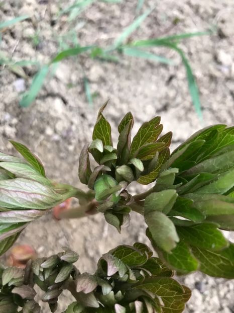 Bujor Rosu - bobocei - Gradina 2017