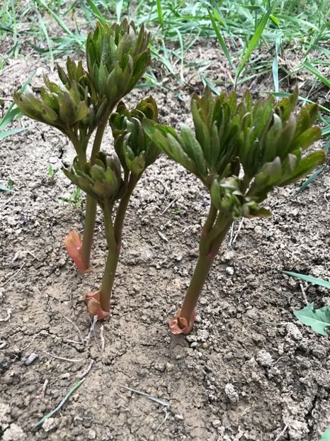 Bujor Rosu - Gradina 2017