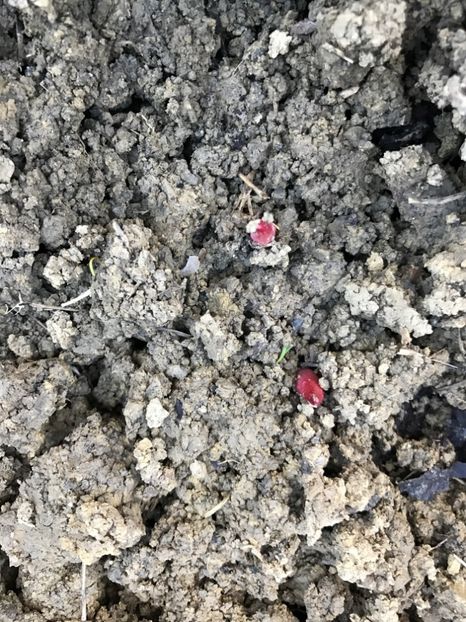 Bujor Roz - Gradina 2017