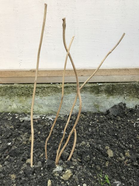 Luleaua turcului - Gradina 2017