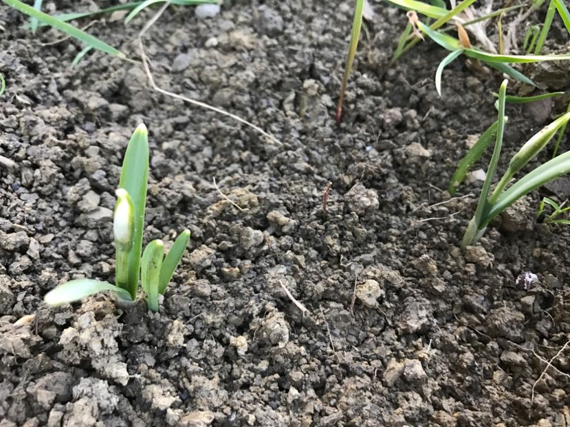 Ghiocei - Gradina 2017