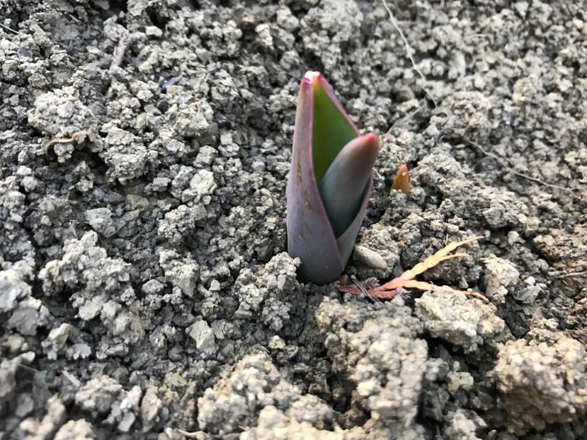 Lalea - Gradina 2017