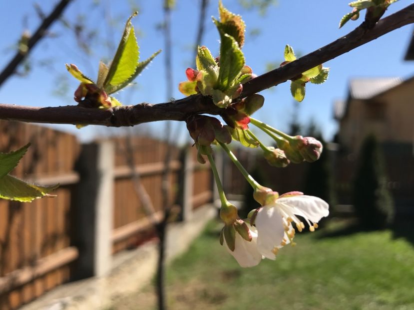 Cires inflorit - Gradina 2017