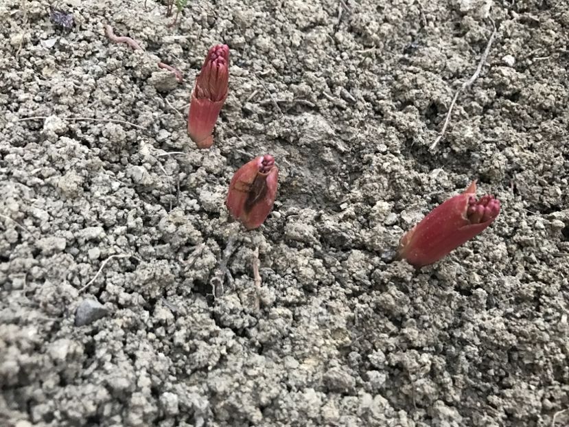 Bujor Rosu - Gradina 2017