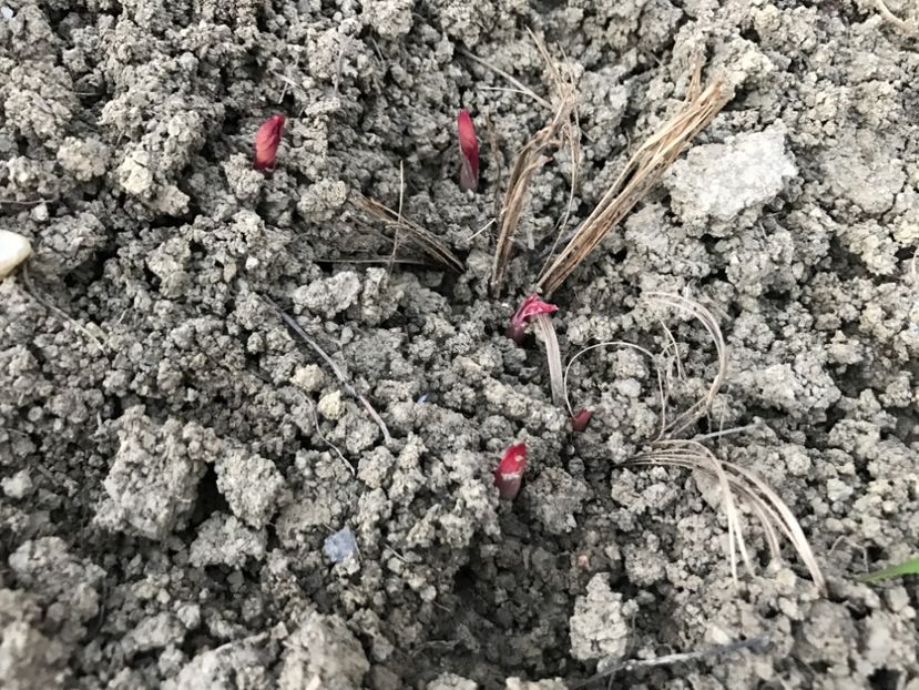 Bujor Alb - Gradina 2017