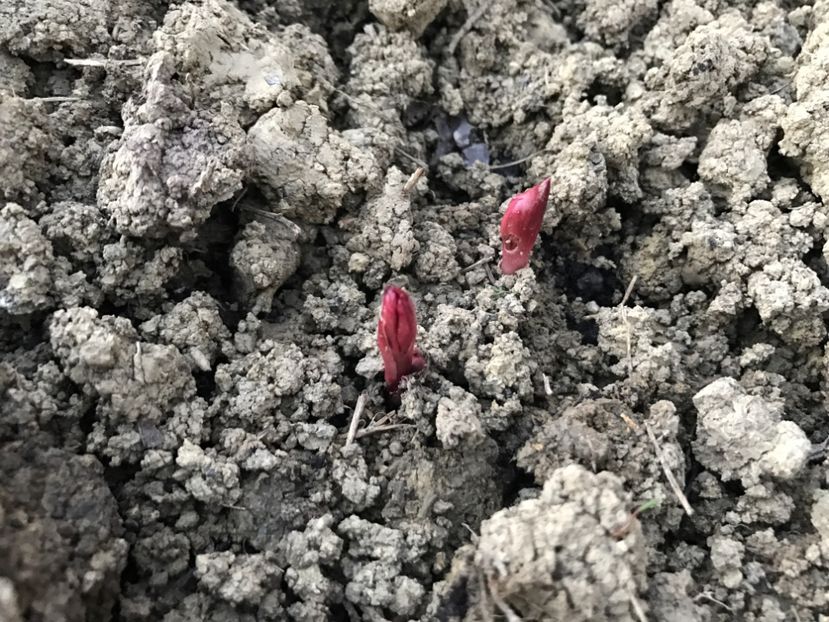 Bujor Roz - Gradina 2017