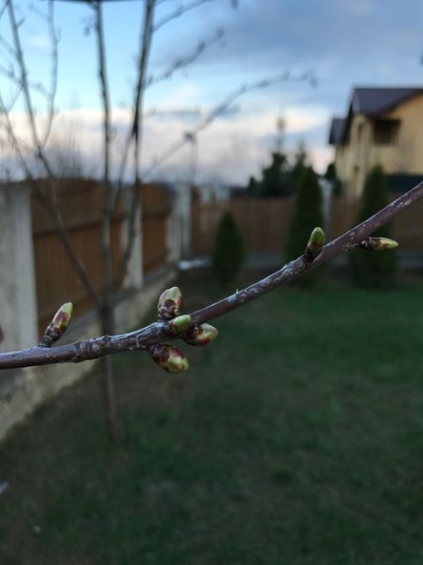 Cires - Gradina 2017