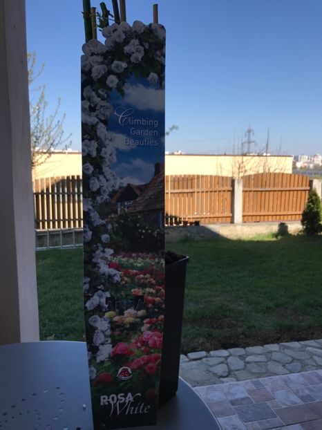 Trandafir catarator Alb - 3.04.2017 plantat - Gradina 2017