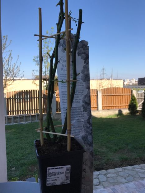 Trandafir catarator Alb - Gradina 2017