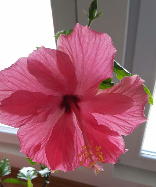 20170405_122340-1 - HIBISCUS